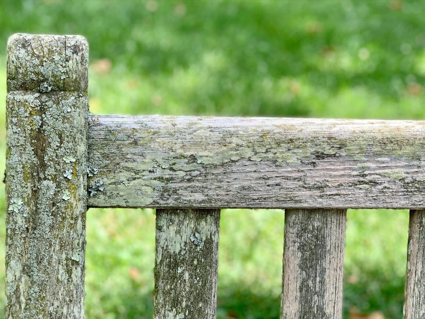 Wooden garden furniture with algae